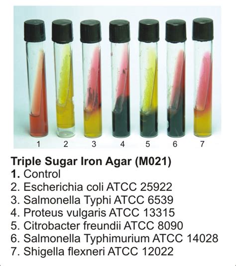 tsi agar e coli|TSI slant .